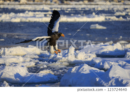 King of the sea, messenger of drift ice, Steller's sea eagle, photographed in Rausu Town, Menashi District, Hokkaido 123724640