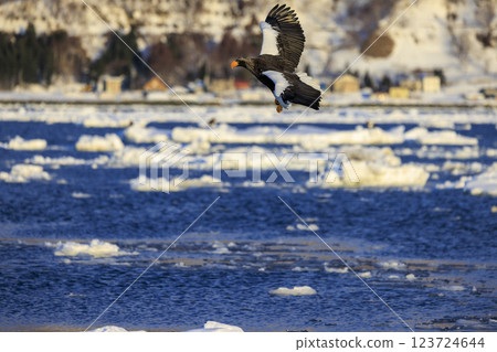 King of the sea, messenger of drift ice, Steller's sea eagle, photographed in Rausu Town, Menashi District, Hokkaido 123724644