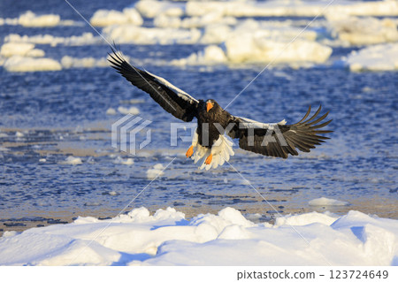 King of the sea, messenger of drift ice, Steller's sea eagle, photographed in Rausu Town, Menashi District, Hokkaido 123724649
