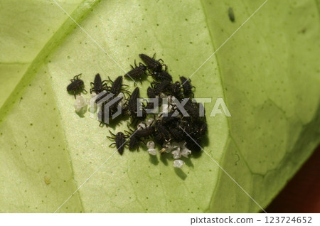 Ladybug babies just after hatching 123724652