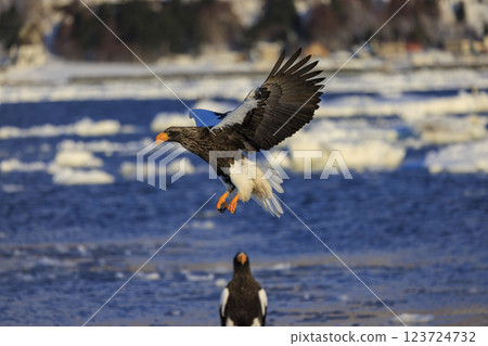 King of the sea, messenger of drift ice, Steller's sea eagle, photographed in Rausu Town, Menashi District, Hokkaido King of the sea, messenger of drift ice, Steller's sea eagle, photographed in Rausu Town, Menashi District, Hokkaido 123724732