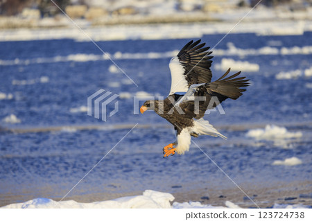 海上之王、流冰使者、虎頭海雕,拍攝於北海道目梨郡羅臼町 海上之王、流冰使者、虎頭海雕,拍攝於北海道目梨郡羅臼町 123724738
