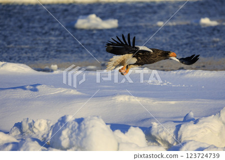 King of the sea, messenger of drift ice, Steller's sea eagle, photographed in Rausu Town, Menashi District, Hokkaido 123724739