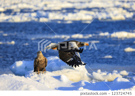 King of the sea, messenger of drift ice, Steller's sea eagle, photographed in Rausu Town, Menashi District, Hokkaido 123724745