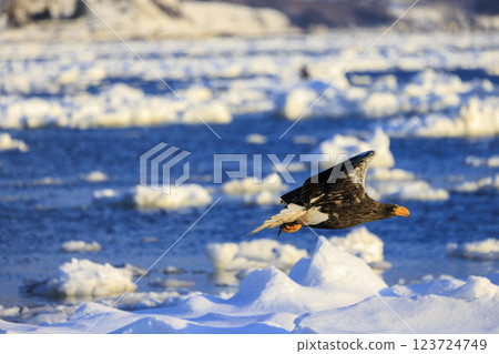 海上之王、流冰使者、虎頭海雕,拍攝於北海道目梨郡羅臼町 海上之王、流冰使者、虎頭海雕,拍攝於北海道目梨郡羅臼町 123724749