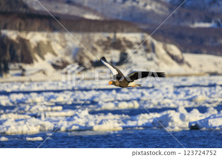 King of the sea, messenger of drift ice, Steller's sea eagle, photographed in Rausu Town, Menashi District, Hokkaido 123724752
