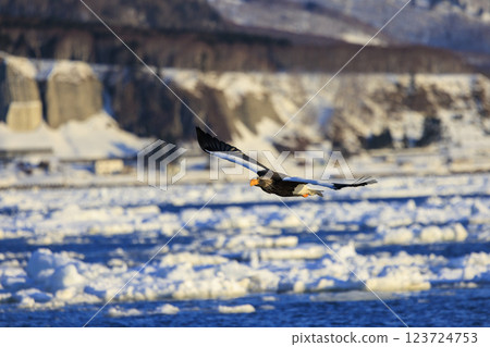 King of the sea, messenger of drift ice, Steller's sea eagle, photographed in Rausu Town, Menashi District, Hokkaido 123724753