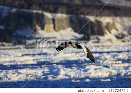 海上之王、流冰使者、虎頭海雕,拍攝於北海道目梨郡羅臼町 海上之王、流冰使者、虎頭海雕,拍攝於北海道目梨郡羅臼町 123724754