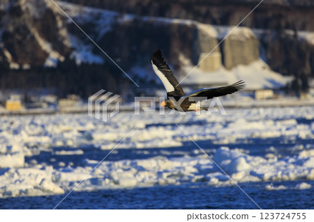 海上之王、流冰使者、虎頭海雕，拍攝於北海道目梨郡羅臼町 123724755