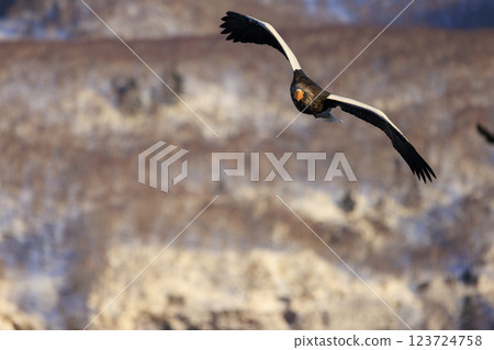 King of the sea, messenger of drift ice, Steller's sea eagle, photographed in Rausu Town, Menashi District, Hokkaido King of the sea, messenger of drift ice, Steller's sea eagle, photographed in Rausu Town, Menashi District, Hokkaido 123724758