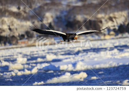 King of the sea, messenger of drift ice, Steller's sea eagle, photographed in Rausu Town, Menashi District, Hokkaido 123724759