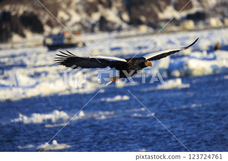 King of the sea, messenger of drift ice, Steller's sea eagle, photographed in Rausu Town, Menashi District, Hokkaido 123724761