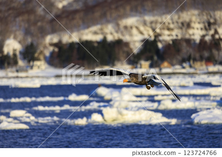 King of the sea, messenger of drift ice, Steller's sea eagle, photographed in Rausu Town, Menashi District, Hokkaido King of the sea, messenger of drift ice, Steller's sea eagle, photographed in Rausu Town, Menashi District, Hokkaido 123724766