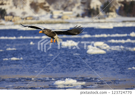 King of the sea, messenger of drift ice, Steller's sea eagle, photographed in Rausu Town, Menashi District, Hokkaido 123724770