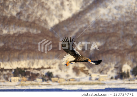 King of the sea, messenger of drift ice, Steller's sea eagle, photographed in Rausu Town, Menashi District, Hokkaido 123724771