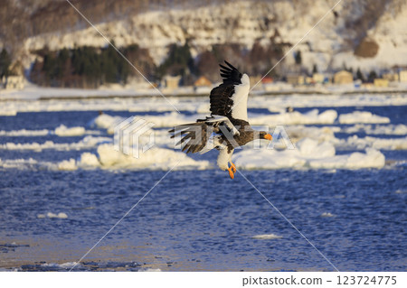 海上之王、流冰使者、虎頭海雕，拍攝於北海道目梨郡羅臼町 123724775