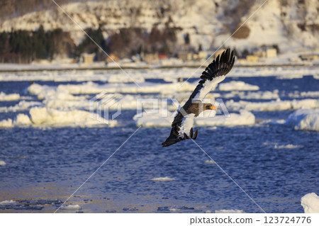 海上之王、流冰使者、虎頭海雕，拍攝於北海道目梨郡羅臼町 123724776