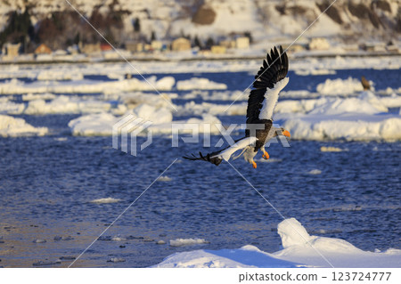 海上之王、流冰使者、虎頭海雕，拍攝於北海道目梨郡羅臼町 123724777