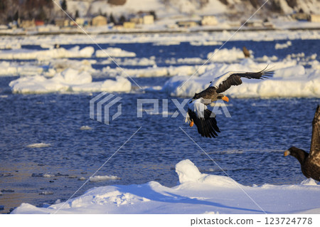 海上之王、流冰使者、虎頭海雕，拍攝於北海道目梨郡羅臼町 123724778