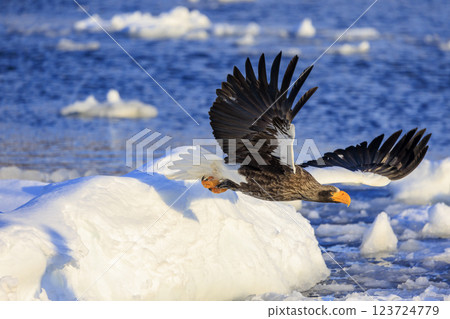 King of the sea, messenger of drift ice, Steller's sea eagle, photographed in Rausu Town, Menashi District, Hokkaido 123724779