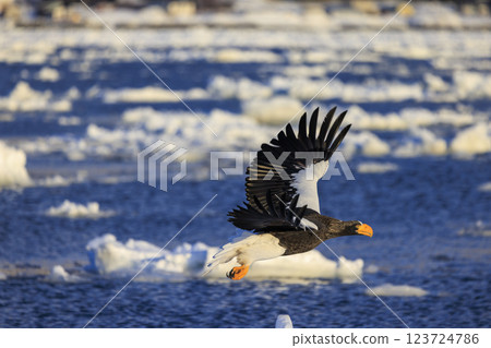 King of the sea, messenger of drift ice, Steller's sea eagle, photographed in Rausu Town, Menashi District, Hokkaido 123724786