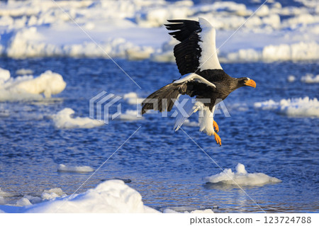 海上之王、流冰使者、虎頭海雕，拍攝於北海道目梨郡羅臼町 123724788