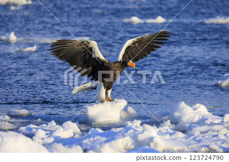 King of the sea, messenger of drift ice, Steller's sea eagle, photographed in Rausu Town, Menashi District, Hokkaido King of the sea, messenger of drift ice, Steller's sea eagle, photographed in Rausu Town, Menashi District, Hokkaido 123724790