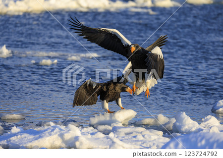 海上之王、流冰使者、虎頭海雕，拍攝於北海道目梨郡羅臼町 123724792