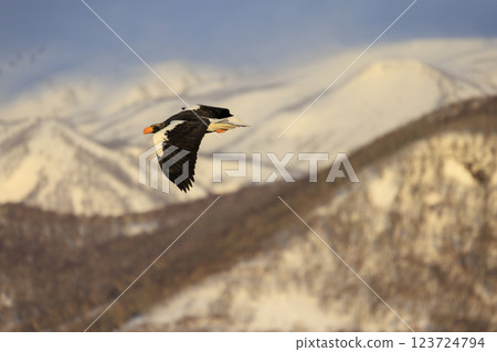 King of the sea, messenger of drift ice, Steller's sea eagle, photographed in Rausu Town, Menashi District, Hokkaido King of the sea, messenger of drift ice, Steller's sea eagle, photographed in Rausu Town, Menashi District, Hokkaido 123724794