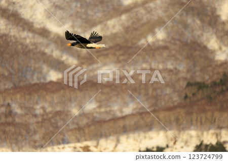 King of the sea, messenger of drift ice, Steller's sea eagle, photographed in Rausu Town, Menashi District, Hokkaido 123724799