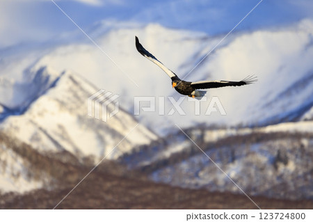 King of the sea, messenger of drift ice, Steller's sea eagle, photographed in Rausu Town, Menashi District, Hokkaido King of the sea, messenger of drift ice, Steller's sea eagle, photographed in Rausu Town, Menashi District, Hokkaido 123724800