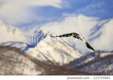 King of the sea, messenger of drift ice, Steller's sea eagle, photographed in Rausu Town, Menashi District, Hokkaido King of the sea, messenger of drift ice, Steller's sea eagle, photographed in Rausu Town, Menashi District, Hokkaido 123724801