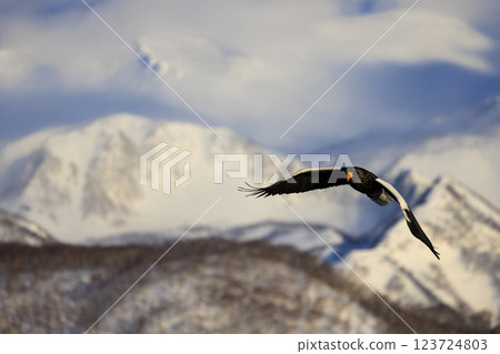 海上之王、流冰使者、虎頭海雕,拍攝於北海道目梨郡羅臼町 海上之王、流冰使者、虎頭海雕,拍攝於北海道目梨郡羅臼町 123724803