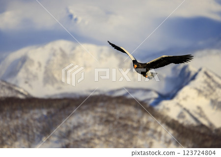 King of the sea, messenger of drift ice, Steller's sea eagle, photographed in Rausu Town, Menashi District, Hokkaido King of the sea, messenger of drift ice, Steller's sea eagle, photographed in Rausu Town, Menashi District, Hokkaido 123724804