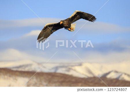 King of the sea, messenger of drift ice, Steller's sea eagle, photographed in Rausu Town, Menashi District, Hokkaido 123724807