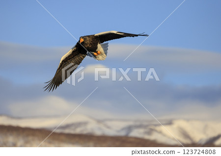King of the sea, messenger of drift ice, Steller's sea eagle, photographed in Rausu Town, Menashi District, Hokkaido King of the sea, messenger of drift ice, Steller's sea eagle, photographed in Rausu Town, Menashi District, Hokkaido 123724808
