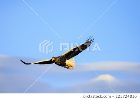 King of the sea, messenger of drift ice, Steller's sea eagle, photographed in Rausu Town, Menashi District, Hokkaido King of the sea, messenger of drift ice, Steller's sea eagle, photographed in Rausu Town, Menashi District, Hokkaido 123724810