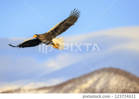 海上之王、流冰使者、虎頭海雕，拍攝於北海道目梨郡羅臼町 123724811