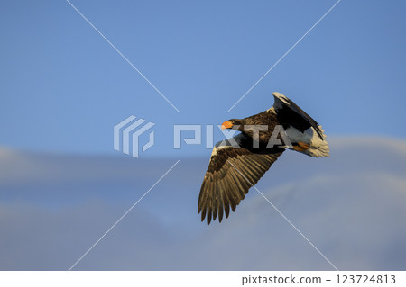 King of the sea, messenger of drift ice, Steller's sea eagle, photographed in Rausu Town, Menashi District, Hokkaido King of the sea, messenger of drift ice, Steller's sea eagle, photographed in Rausu Town, Menashi District, Hokkaido 123724813