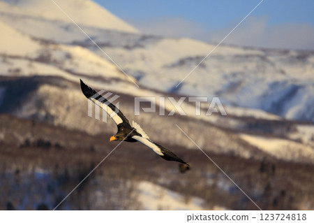 King of the sea, messenger of drift ice, Steller's sea eagle, photographed in Rausu Town, Menashi District, Hokkaido 123724818