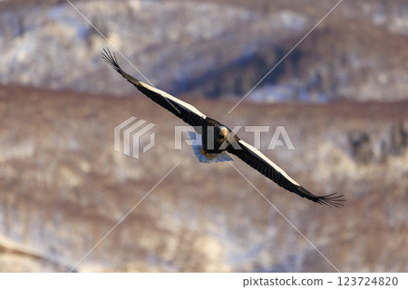 King of the sea, messenger of drift ice, Steller's sea eagle, photographed in Rausu Town, Menashi District, Hokkaido 123724820