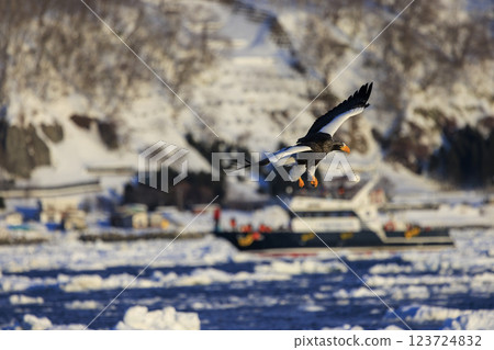 King of the sea, messenger of drift ice, Steller's sea eagle, photographed in Rausu Town, Menashi District, Hokkaido 123724832
