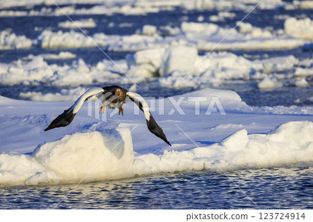 King of the sea, messenger of drift ice, Steller's sea eagle, photographed in Rausu Town, Menashi District, Hokkaido King of the sea, messenger of drift ice, Steller's sea eagle, photographed in Rausu Town, Menashi District, Hokkaido 123724914
