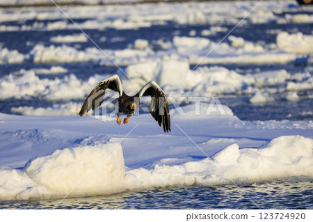 海上之王、流冰使者、虎頭海雕,拍攝於北海道目梨郡羅臼町 海上之王、流冰使者、虎頭海雕,拍攝於北海道目梨郡羅臼町 123724920