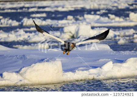 海上之王、流冰使者、虎頭海雕,拍攝於北海道目梨郡羅臼町 海上之王、流冰使者、虎頭海雕,拍攝於北海道目梨郡羅臼町 123724921