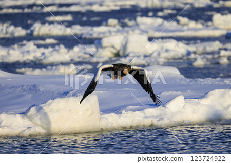 海上之王、流冰使者、虎頭海雕，拍攝於北海道目梨郡羅臼町 123724922