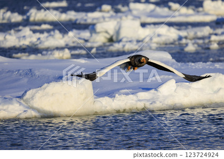 海上之王、流冰使者、虎頭海雕，拍攝於北海道目梨郡羅臼町 123724924