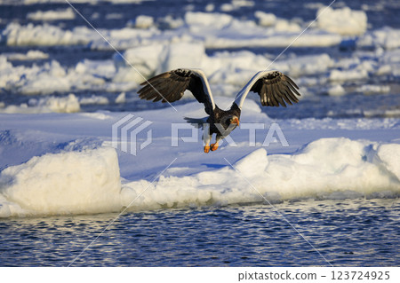 King of the sea, messenger of drift ice, Steller's sea eagle, photographed in Rausu Town, Menashi District, Hokkaido King of the sea, messenger of drift ice, Steller's sea eagle, photographed in Rausu Town, Menashi District, Hokkaido 123724925