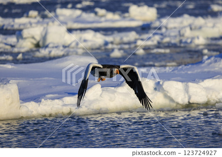 King of the sea, messenger of drift ice, Steller's sea eagle, photographed in Rausu Town, Menashi District, Hokkaido 123724927