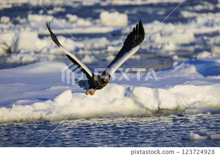 King of the sea, messenger of drift ice, Steller's sea eagle, photographed in Rausu Town, Menashi District, Hokkaido 123724928